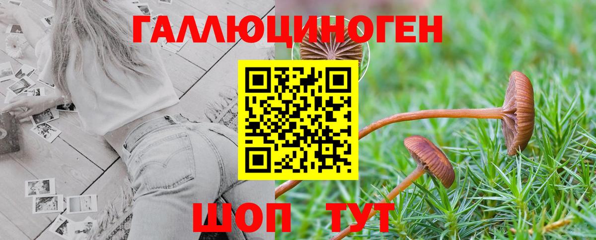 Галлюциногенные грибы Psilocybine cubensis Качканар